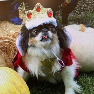Queen costume dog